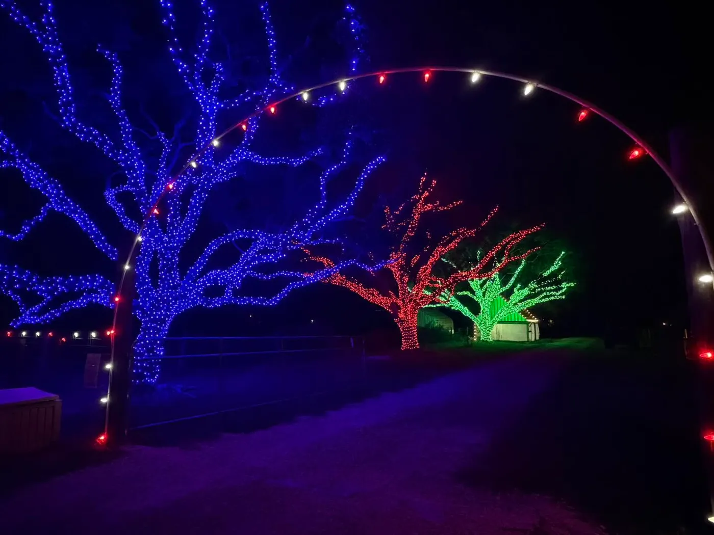 Christmas lighted path down driveway on all the trees and hoop entry