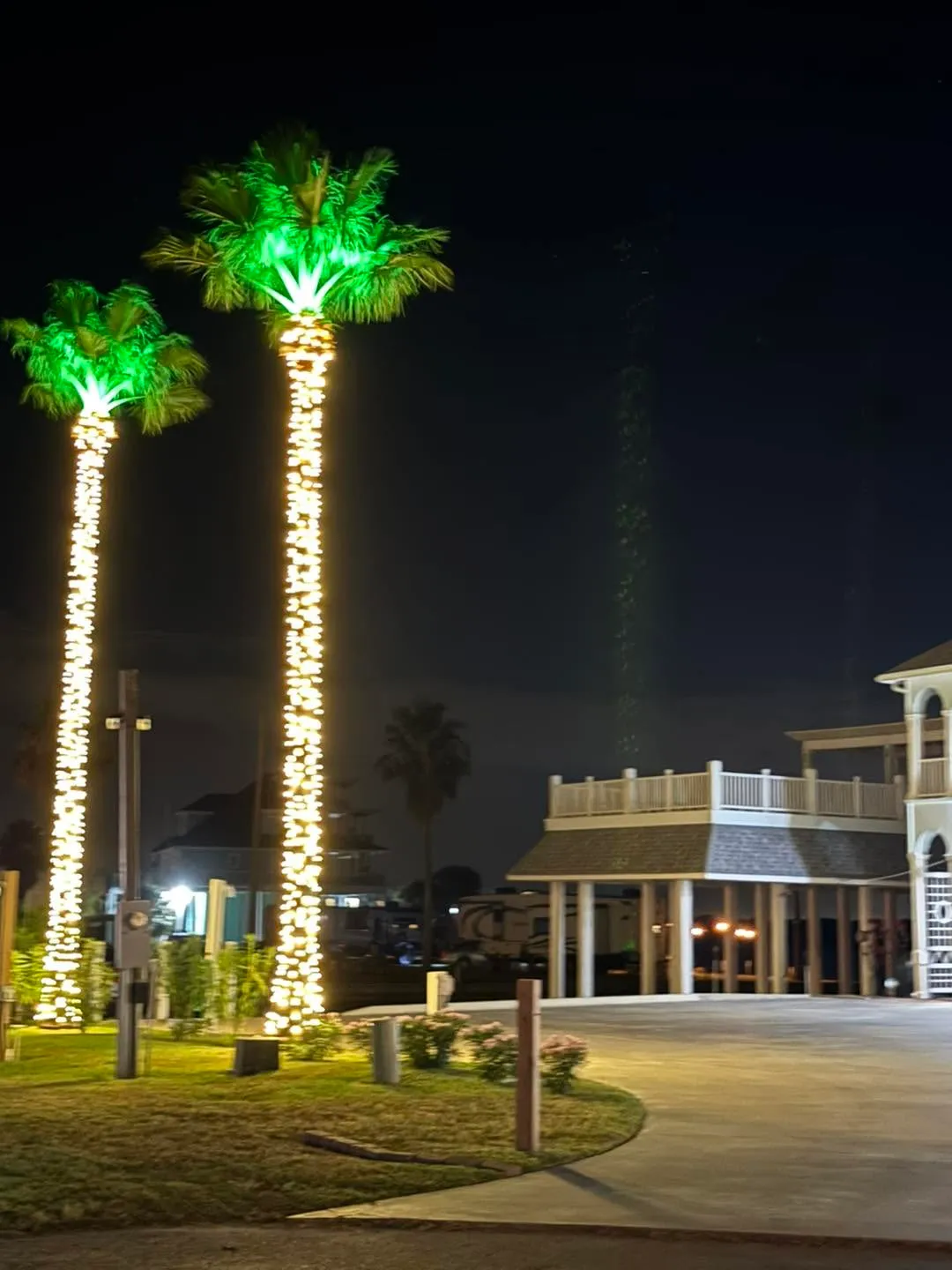 Very tall palm trees wrapped in Christmas lights