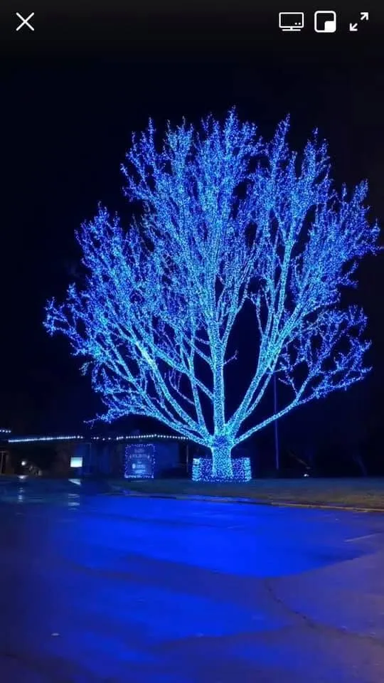 Tree with many branches wrapped in Christmas lights