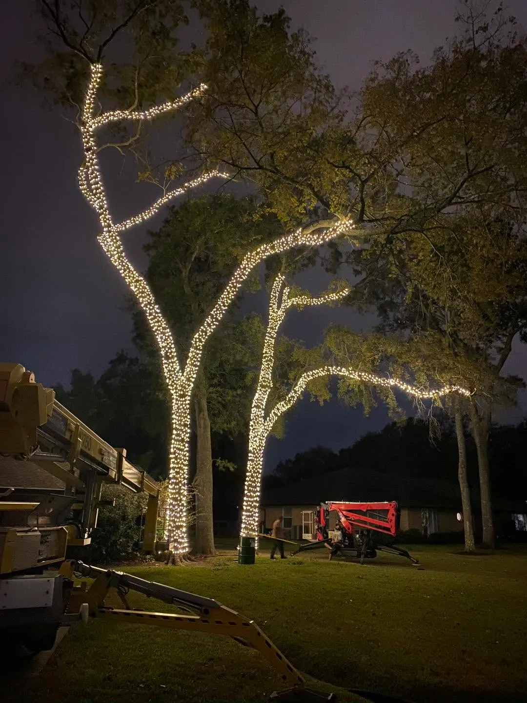 Wrapping trees with Christmas lights with a man lift